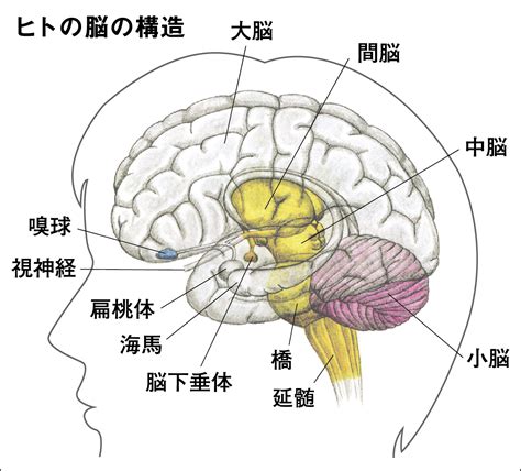 頭部位置|脳の基本構造ー各部位の名称と機能についてー 